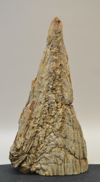 Versteinertes Holz HZ20197