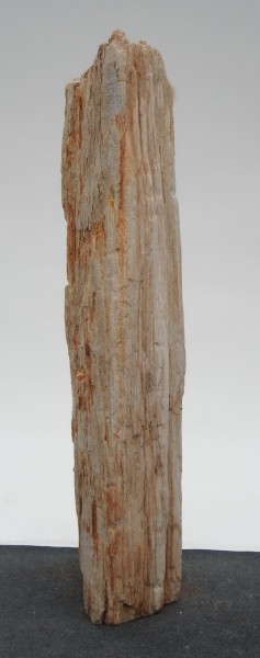 Versteinertes Holz HZ22945