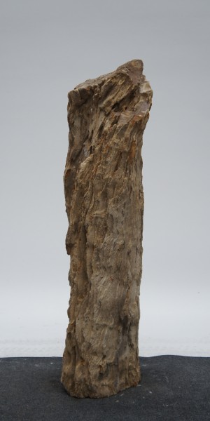 Versteinertes Holz HZ23182