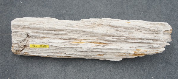 Versteinertes Holz HZL23193