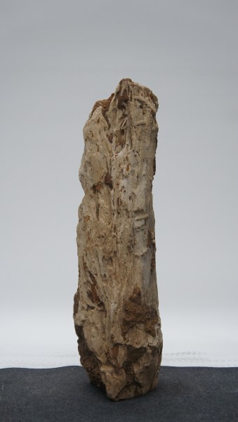 Versteinertes Holz HZ23179