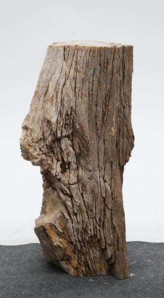 Versteinertes Holz HZ23826
