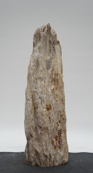 Versteinertes Holz HZ23181