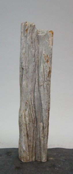 Versteinertes Holz HZ22102