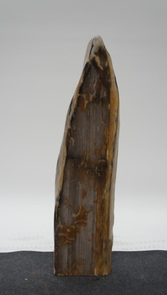Versteinertes Holz HZL23189