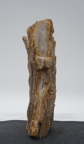 Versteinertes Holz HZ23185