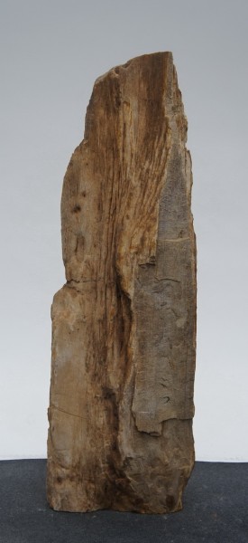 Versteinertes Holz HZ22952