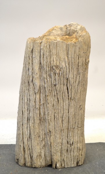 Versteinertes Holz HZ17746