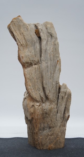Versteinertes Holz HZ23174