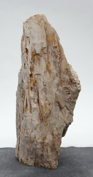Versteinertes Holz HZ23813