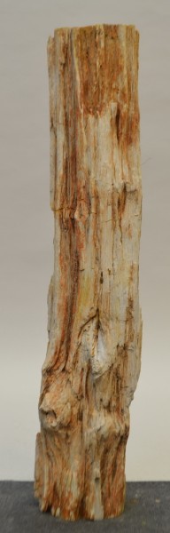 Versteinertes Holz HZ21369