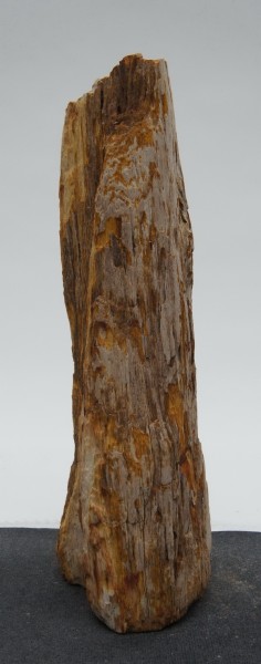 Versteinertes Holz HZ22941