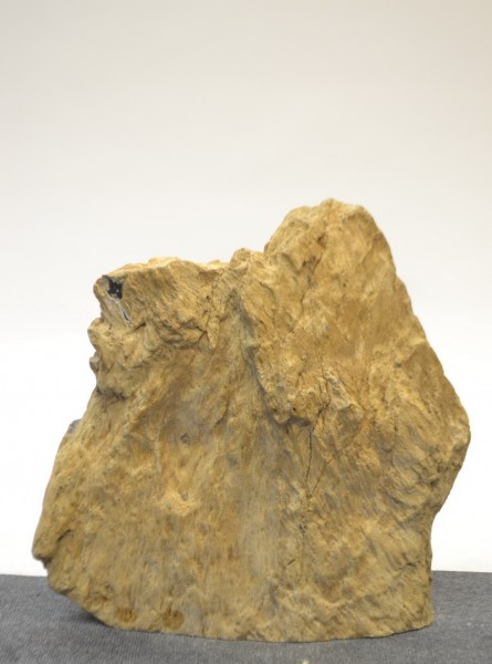 Versteinertes Holz HZ20187