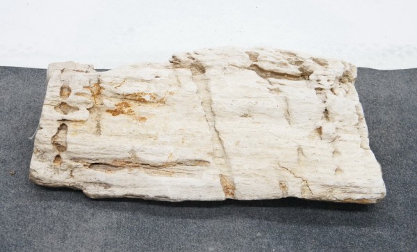 Versteinertes Holz HZ23829