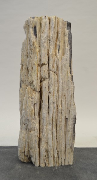 Versteinertes Holz HZ21079